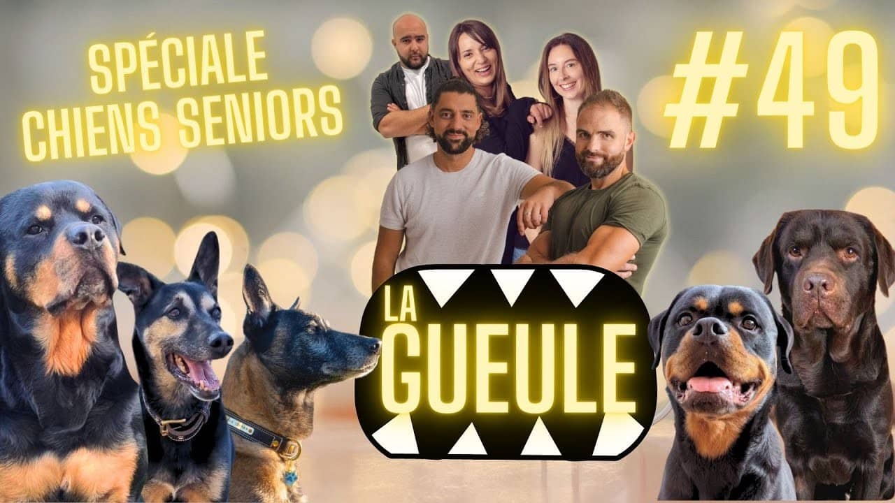 Émission 'La Gueule #49' spéciale Formation Chien Senior, éducation et balade