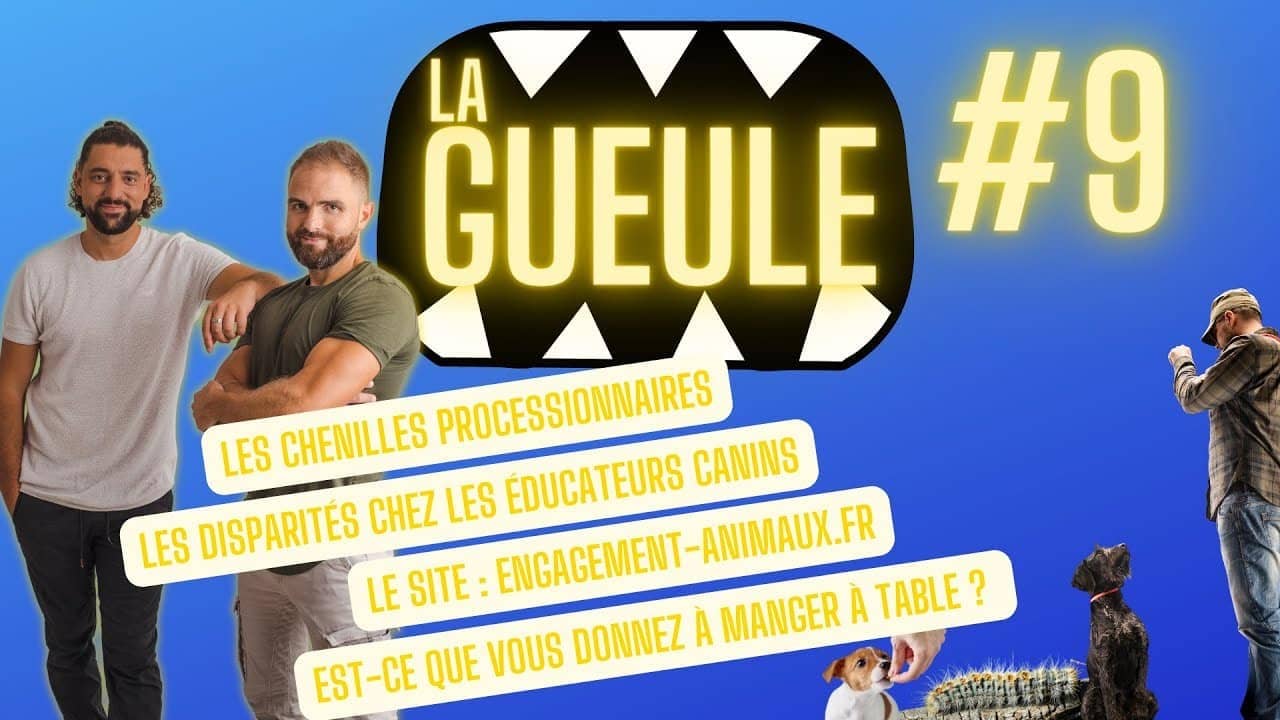 Émission 'La Gueule #9' sur : les disparités chez les éducateurs canins et les chenilles processionnaires