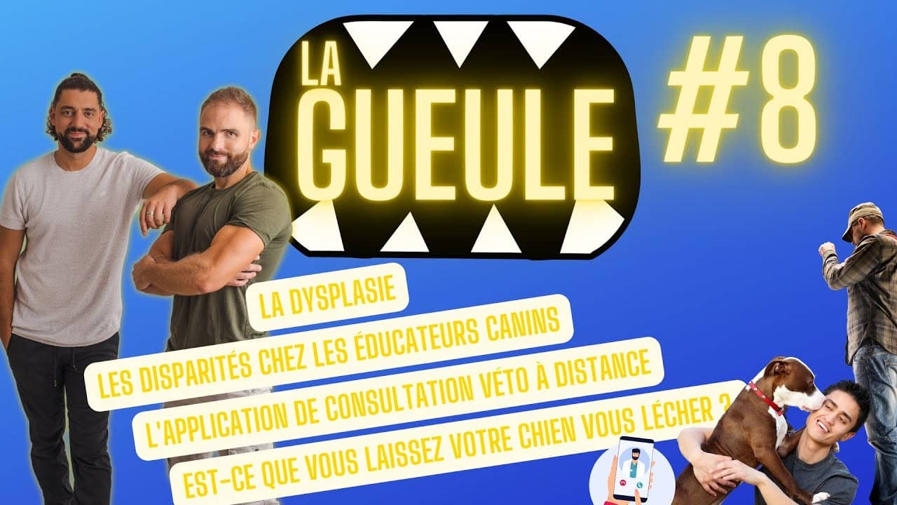 Émission 'La Gueule #8' sur : la dysplasie, les éducateurs canin, les consultations véto à distance