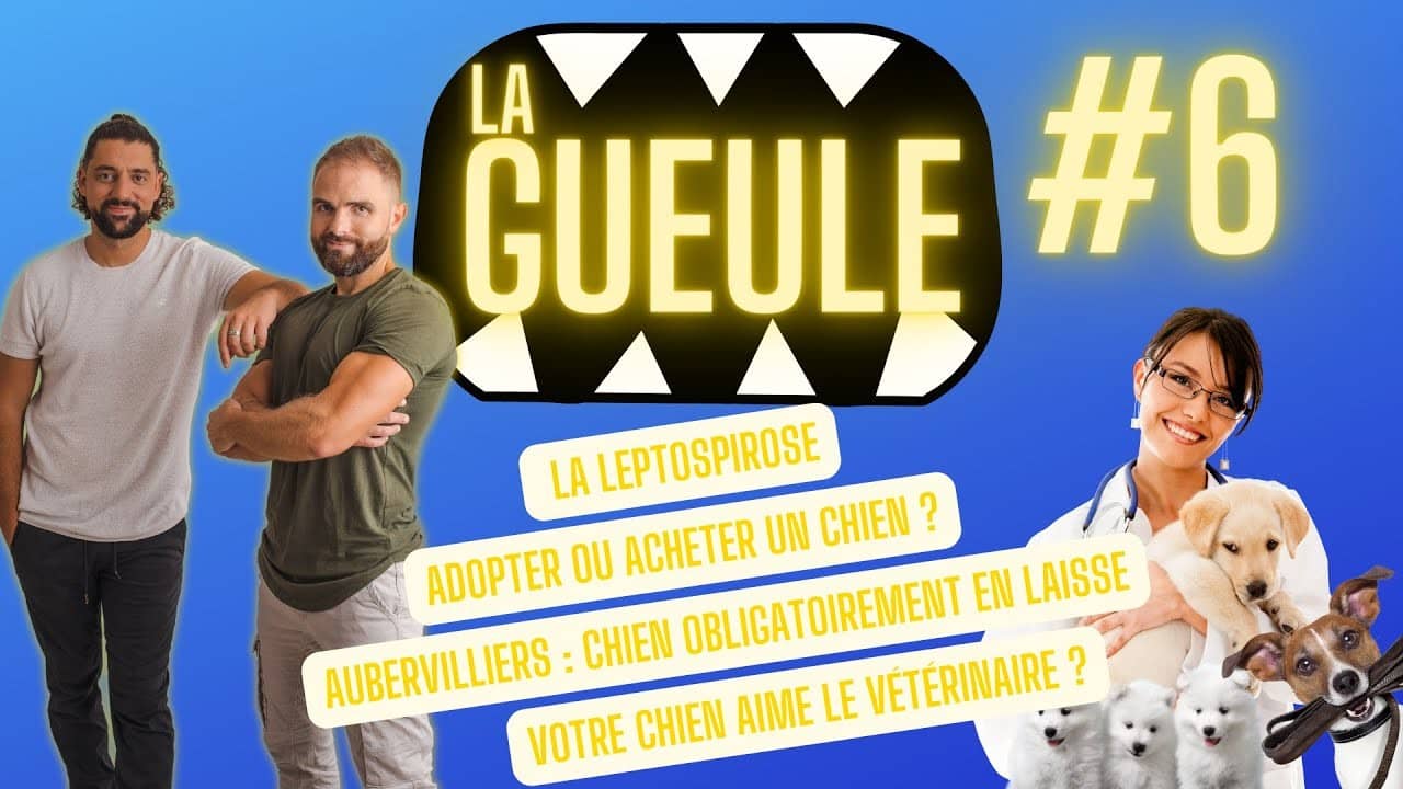 Émission 'La Gueule #6' sur : la leptospirose, adopter ou acheter, les vétérinaires