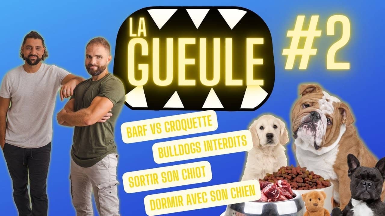 La Gueule ! #2 BARF Vs Croquettes – Bulldog Anglais interdits – Chiens – Chiots