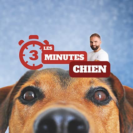 Podcast "Les 3 minutes chiens" avec l'éducateur canin Tony Silvestre sur mon chien réclame à table, que faire ?