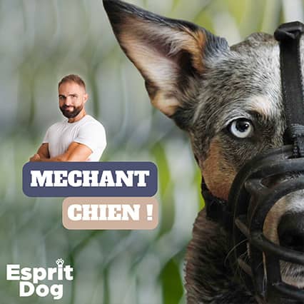 Podcast "Méchant chien !" sur un Cane Corso qui porte tous les malheurs du monde (Première rencontre)