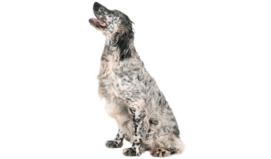 Le Setter Anglais : un bon chien de chasse, mais pas seulement !