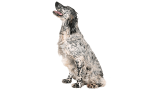 Le Setter Anglais : un bon chien de chasse, mais pas seulement !