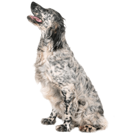 Le Setter Anglais : un bon chien de chasse, mais pas seulement !