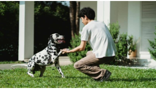 Un homme éduque son chien Dalmatien en lui tenant la patte dans le jardin devant une maison