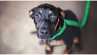 Un chien timide ou peureux avec une laisse verte, assis