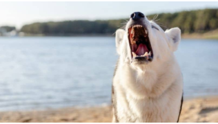 Un chien agressif aboie en montrant les dents devant un lac
