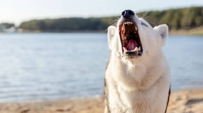 L’agressivité, un mal dont souffrent les chiens et leurs maîtres