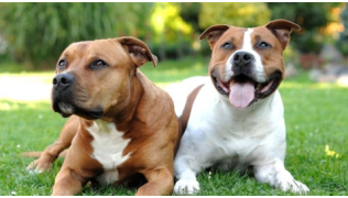 Deux chiens de race American Staffordshire Terrier catégorisés sont couchés dans l'herbe