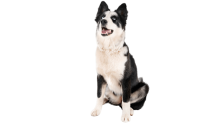 Le Laïka de Iakoutie, le chien venu du Grand Nord
