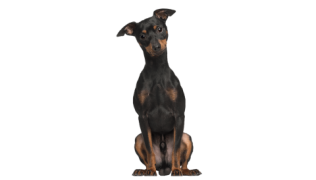Le Pinscher nain, un chien de petite taille au fort caractère