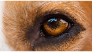 Gros plan de l'oeil d'un chien qu'on regarde droit dans les yeux