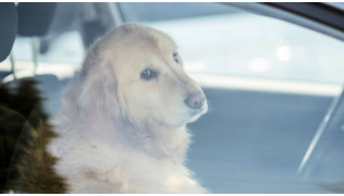Un chien Golden Retriever enfermé dans une voiture en pleine chaleur d'été