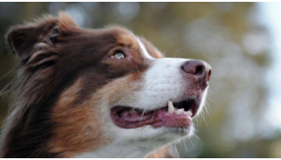 Un chien Berger Australien travaille le focus et regarde attentivement son maître