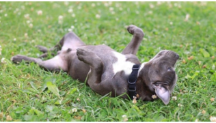 Un chien de race American Staff sgris e roule dans l'herbe par soumission