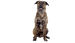 Le Cão Fila (Fila de Sao Miguel), un chien robuste en connexion avec son maître