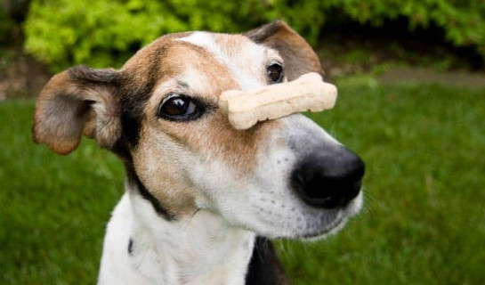Un chien de race Jack Russell fait tenir en équilibre une récompense sur son museau