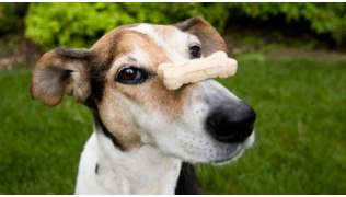 Un chien de race Jack Russell fait tenir en équilibre une récompense sur son museau