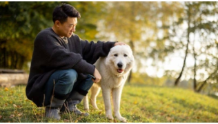 Un maître caresse son chien lors d'une balade ensemble dans un jardin