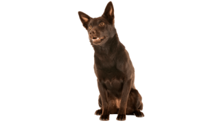 Le Kelpie, un chien de caractère actif et proche de son maître