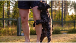 Un chien essaie de grimper la jambe de son maître lors d'une balade dans un parc
