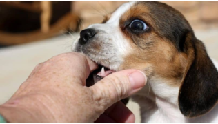 Un jeune chien de race Beagle mordille la main de son maître sans s'arrêter