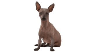 Le Chien nu du Mexique (Xoloitzcuintle), une race dynamique