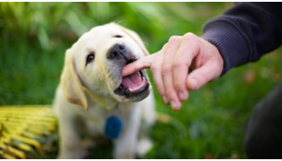 Un chiot de race Labrador mordille le doigt de son maître