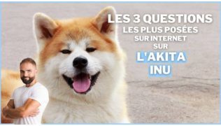 L'éducateur canin Tony Silvestre à côté d'un chien Akita Inu couché en extérieur