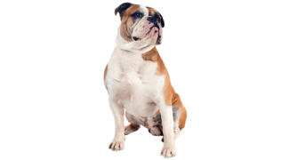 Le Bulldog Continental, un chien autonome encore peu répandu
