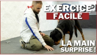 L'éducateur canin Tony Silvestre réalise un exercice facile avec son chien Rottweiler