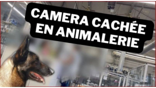 Profil d'un chien de race Malinois devant un décors d'animalerie filmé en caméra cachée