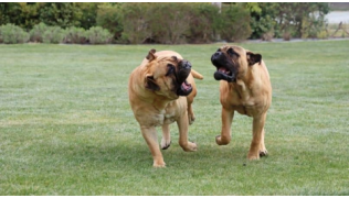 Deux chiens de race Mastiffs jouent dans l'herbe et communiquent ensemble