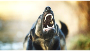 Un chien de berger agressif aboie méchamment sur quelqu'un en extérieur
