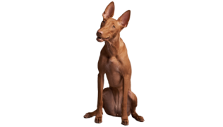 Le Chien du Pharaon, un chien actif et attentif