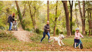 Un chien de race Golden Retriever court et apprend le suivi naturel en balade avec sa famille