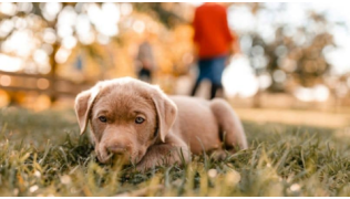 Un chiot de 2 mois couché est dans l'herbe lors d'une balade dans un parc