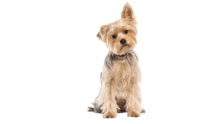 Le Yorkshire terrier, un chien de petite taille avec un caractère de grand