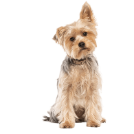 Le Yorkshire terrier, un chien de petite taille avec un caractère de grand