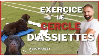 Un chien de race Labrador est couché sur un panier entouré d'assiettes lors d'un exercice avec Tony Silvestre