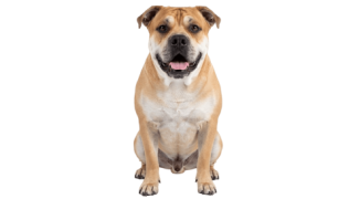 Le Dogue de Majorque, un chien affectueux au physique de molosse