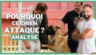 Un Malinois agressif attaque l'éducateur canin Tony Silvestre au centre Esprit Dog