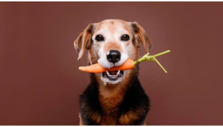 Un chien assis devant un fond marron tient une carotte dans sa gueule
