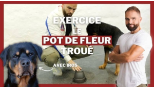 L'éducateur canin Tony Silvestre montre l'exercice du pot de fleur troué avec son chien Rottweiler