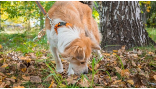 Un chien qui ne connait pas le "tu laisses" renifle des feuilles au sol lors d'une balade en laisse