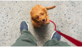 Un petit chien chien est assis en laisse et s'ennuie pendant un exercice