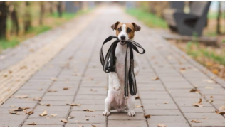 Un chien Jack Russel fait le beau en tenant une longe dans sa gueule dans une allée d'un parc