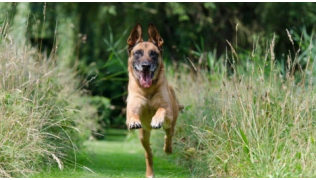 Un chien Malinois revient au rappel en courant